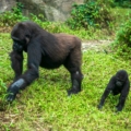 Key Features of Bwindi Impenetrable National Park